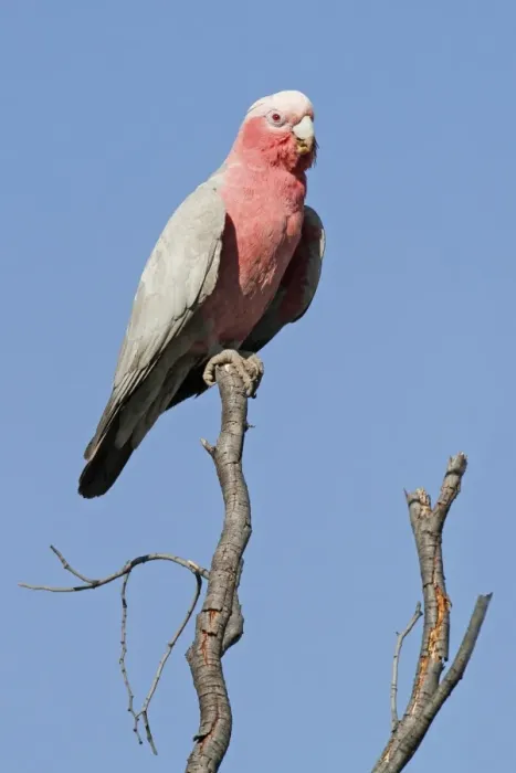 Framed Print : Galah (Eolophus roseicapillus) adult, perched on branch, Uluru-Kata Tjuta N. P Framed Print : Galah (Eolophus roseicapillus) adult, perched on branch, Uluru-Kata Tjuta N. P