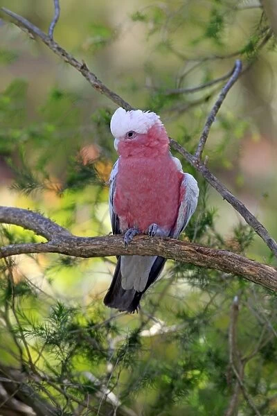 Galah (Eolophus roseicapillus) adult, perched on branch, Wilsons Promontory N. P. Victoria, Australia, October