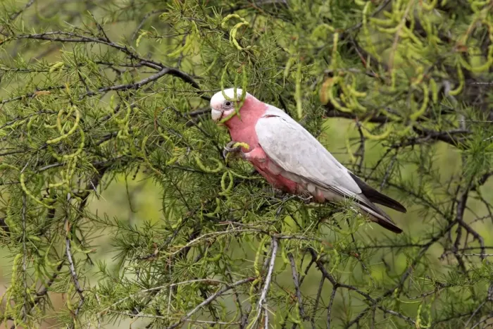 Framed Print : Galah (Eolophus roseicapillus) adult, feeding on acacia seedpods in tree, Outback, Northern Territory, Australia Framed Print : Galah (Eolophus roseicapillus) adult, feeding on acacia seedpods in tree, Outback, Northern Territory, Australia
