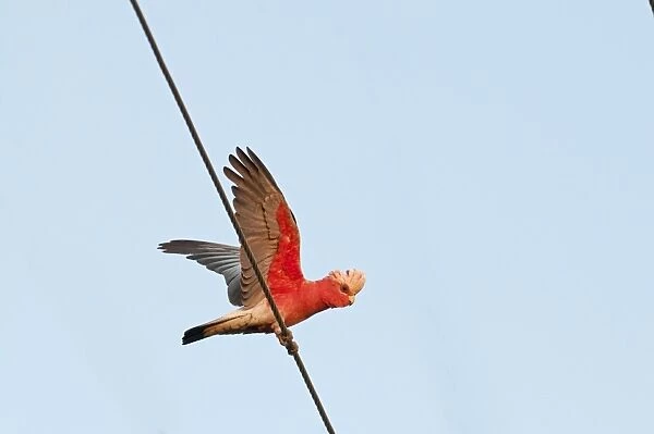 Galah (Eolophus roseicapillus) adult, with wings spread, perched on overhead wire, Queensland, Australia