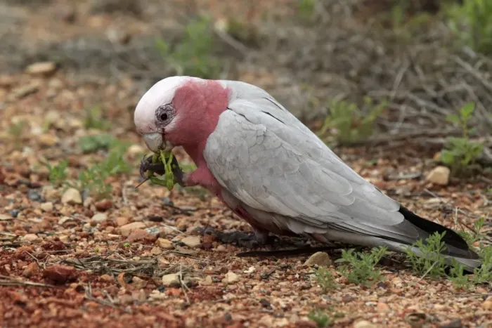 Framed Print : Galah (Eolophus roseicapillus) adult, feeding on fallen acacia seedpods, Outback, Northern Territory, Australia Framed Print : Galah (Eolophus roseicapillus) adult, feeding on fallen acacia seedpods, Outback, Northern Territory, Australia