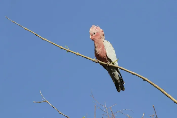 Framed Print : Galah (Eolophus roseicapillus) adult, perched on branch, Western Australia, Australia Framed Print : Galah (Eolophus roseicapillus) adult, perched on branch, Western Australia, Australia