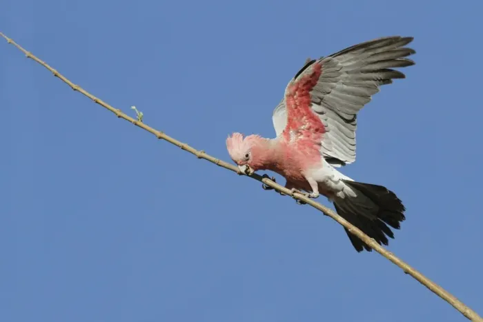 Framed Print : Galah (Eolophus roseicapillus) adult, with wings open, perched on branch, Western Australia, Australia Framed Print : Galah (Eolophus roseicapillus) adult, with wings open, perched on branch, Western Australia, Australia