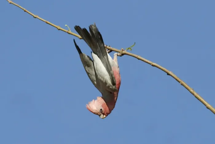 Framed Print : Galah (Eolophus roseicapillus) adult, hanging from branch, Western Australia, Australia Framed Print : Galah (Eolophus roseicapillus) adult, hanging from branch, Western Australia, Australia
