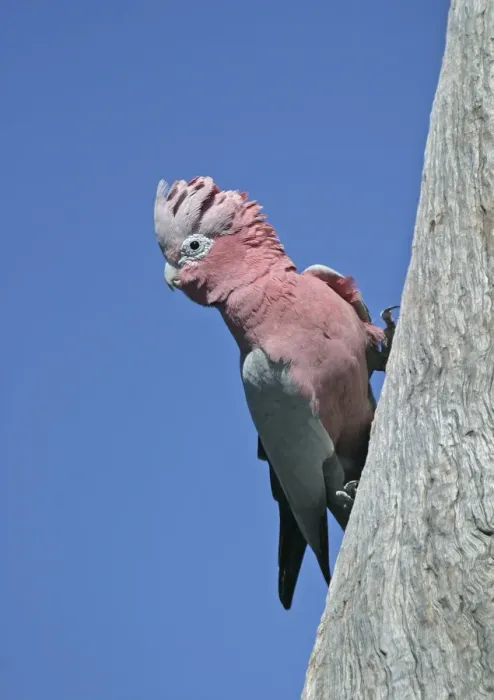 Framed Print : Galah (Eolophus roseicapillus) adult clinging to tree, Coalseam, Western Australia