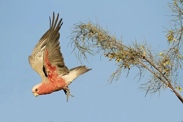 Galah (Eolophus roseicapillus) adult, in flight, taking off from tree in evening sunlight, Uluru-Kata Tjuta N. P