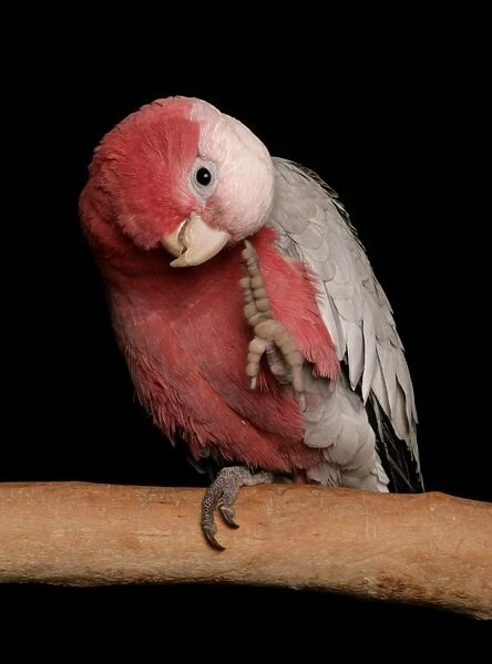 Galah (Eolophus roseicapillus) adult, scratching, perched on branch