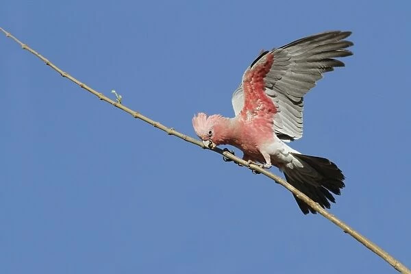 Galah (Eolophus roseicapillus) adult, with wings open, perched on branch, Western Australia, Australia