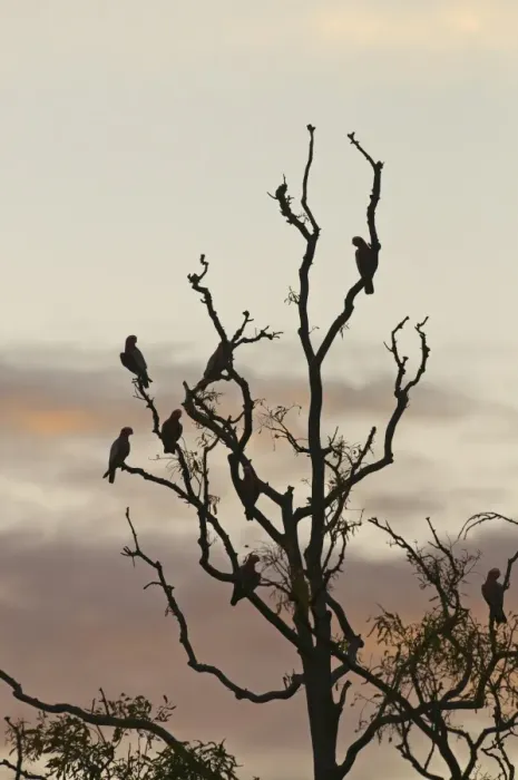 Framed Print : Galah (Eolophus roseicapillus) flock, perched in tree at roost, silhouetted at dusk, Queensland, Australia