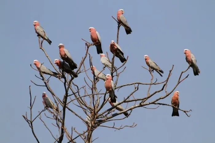 Framed Print : Galah (Eolophus roseicapillus) flock, perched on bare tree, Western Australia, Australia