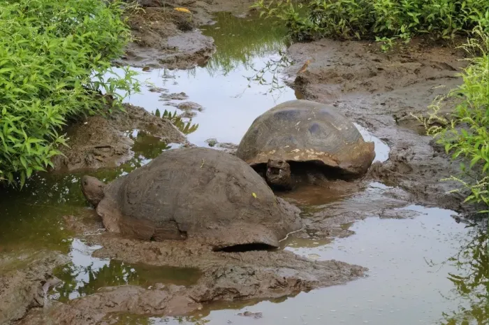 Framed Print : Galapagos Giant Tortoise (Geochelone nigra) two adults, wallowing in mud, Galapagos Islands Framed Print : Galapagos Giant Tortoise (Geochelone nigra) two adults, wallowing in mud, Galapagos Islands