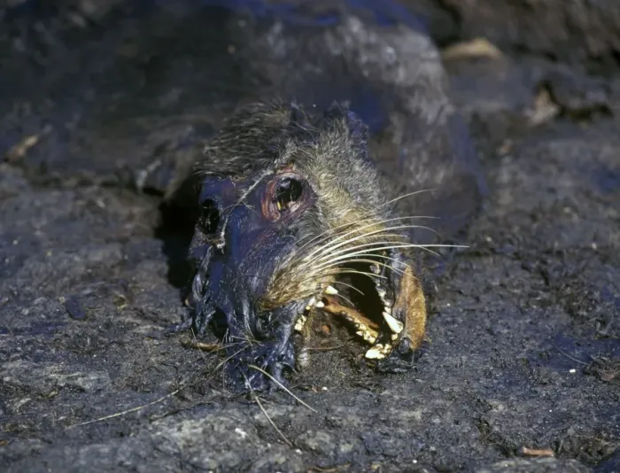 Framed Print : Galapagos Sea Lion (Zalophus californianus wollebacki) A casualty of El Nino 98 Fernandina