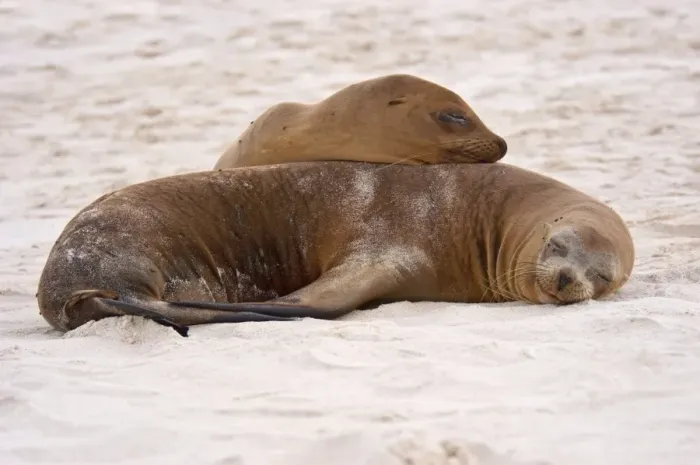 Framed Print : Galapagos Sealion (Zalophus califonianus wollebaeki) two adults, sleeping together on sandy beach Framed Print : Galapagos Sealion (Zalophus califonianus wollebaeki) two adults, sleeping together on sandy beach