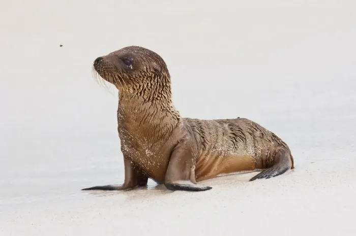 Framed Print : Galapagos Sealion (Zalophus califonianus wollebaeki) pup, with flies on sandy beach, San Cristobal (Chatham Island) Framed Print : Galapagos Sealion (Zalophus califonianus wollebaeki) pup, with flies on sandy beach, San Cristobal (Chatham Island)