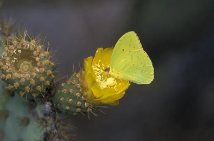 Framed Print : Galapagos Sulphur Butterfly (Phoebis sennae marcellina) Urvina Bay Framed Print : Galapagos Sulphur Butterfly (Phoebis sennae marcellina) Urvina Bay