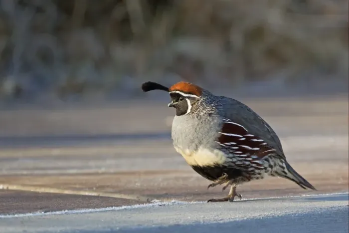 Framed Print : Gambels Quail (Callipepla gambelii) adult male, walking on frost covered ground Framed Print : Gambels Quail (Callipepla gambelii) adult male, walking on frost covered ground