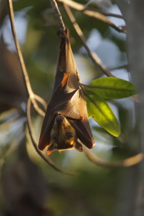 Framed Print : Gambian Epauletted Fruit Bat (Epomophorus gambianus) adult, hanging from tree in evening sunlight, Gambia Framed Print : Gambian Epauletted Fruit Bat (Epomophorus gambianus) adult, hanging from tree in evening sunlight, Gambia