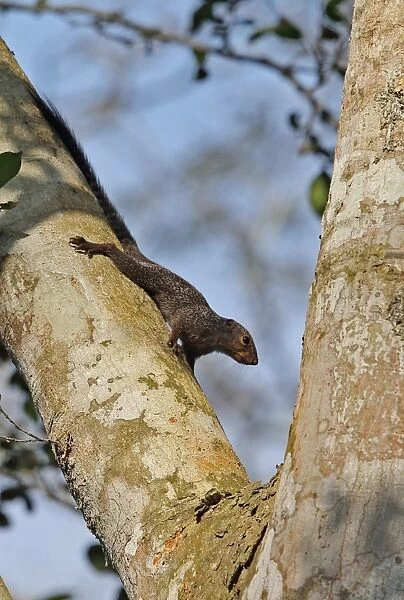 Gambian Sun Squirrel (Heliosciurus gambianus punctatus) adult, clinging to branch, Kakum N. P. Ghana, February