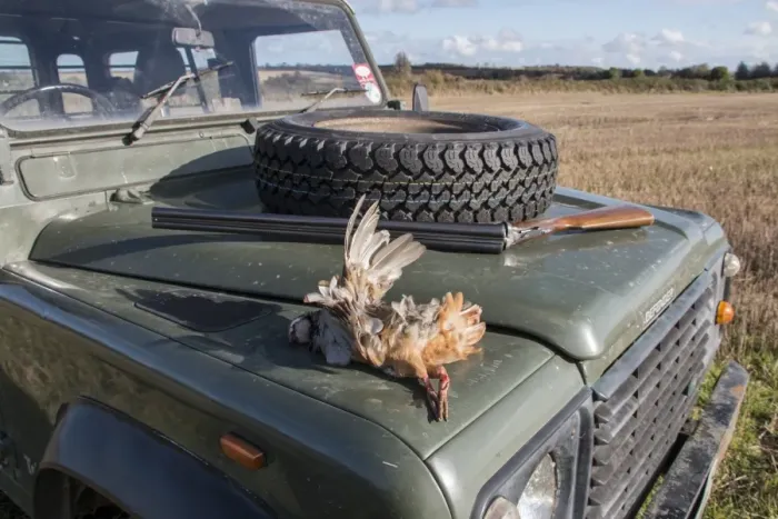 Framed Print : Game shooting, a Red-legged Partridge with 12 bore shot gun on Landrover bonnet Framed Print : Game shooting, a Red-legged Partridge with 12 bore shot gun on Landrover bonnet