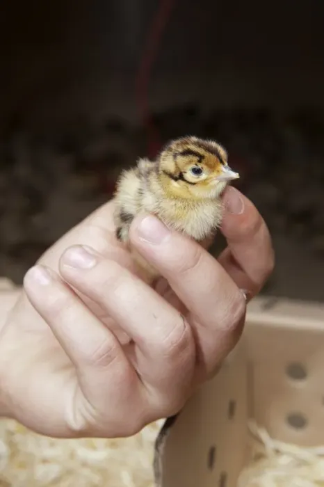 Framed Print : Gamebird farming, gamekeeper releasing Common Pheasant (Phasianus colchicus) day-old chick into pheasant rearing shed Framed Print : Gamebird farming, gamekeeper releasing Common Pheasant (Phasianus colchicus) day-old chick into pheasant rearing shed