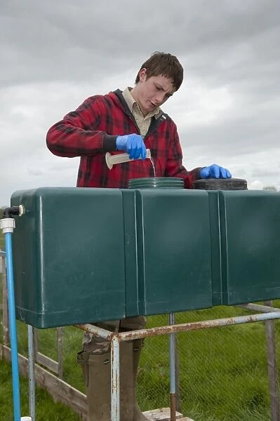 Gamebird farming, trainee gamekeeper adding solulyte to water which helps prevent stress amongst young chicks in