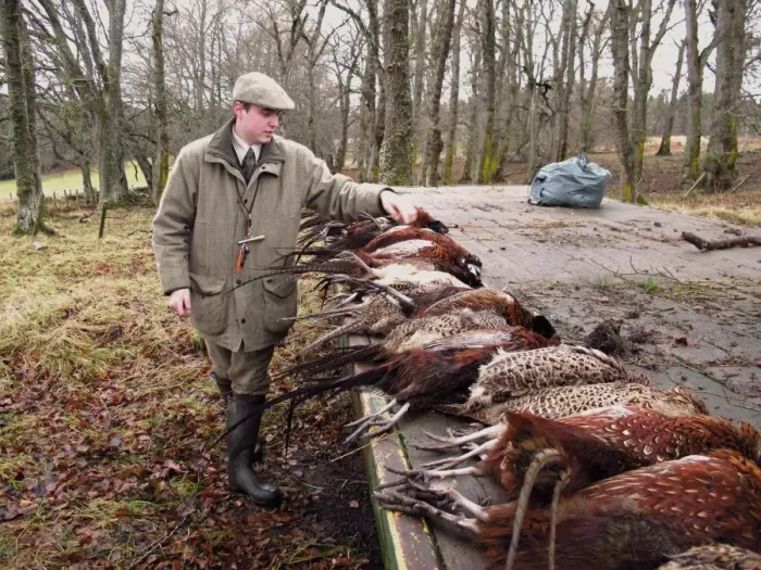 Framed Print : Gamekeeper counting bag of shot Common Pheasant (Phasianus colchicus) on shoot, Castle Grant, near Grantown-on-Spey Framed Print : Gamekeeper counting bag of shot Common Pheasant (Phasianus colchicus) on shoot, Castle Grant, near Grantown-on-Spey