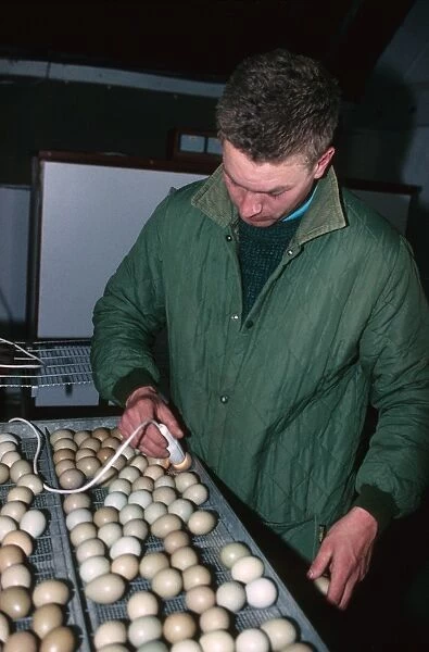 Gamekeeper lamping Common Pheasant (Phasianus colchicus) eggs, to check if fertile before being returned to incubator, England