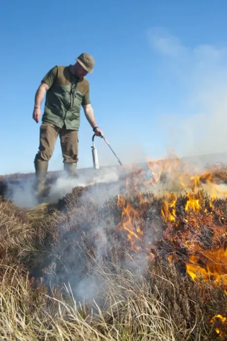 Framed Print : Gamekeeper on shooting estate burning heather moorland, to provide good habitat for grouse, England, april