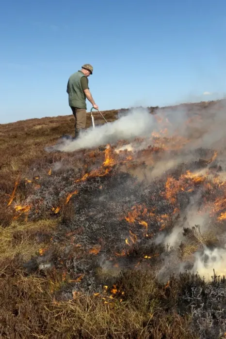 Framed Print : Gamekeeper on shooting estate burning heather moorland, to provide good habitat for grouse, England, april