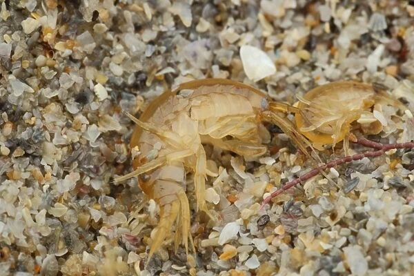 Gammarid Shrimp (Gammarus locusta) two adults, under stone on shore, Sennon Cove, Cornwall, England, November