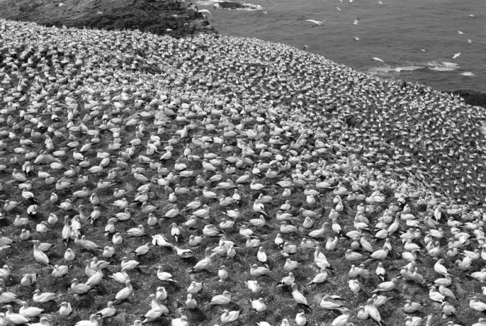 Framed Print : Gannets, Grassholm island. Taken by Eric Hosking in June 1953
