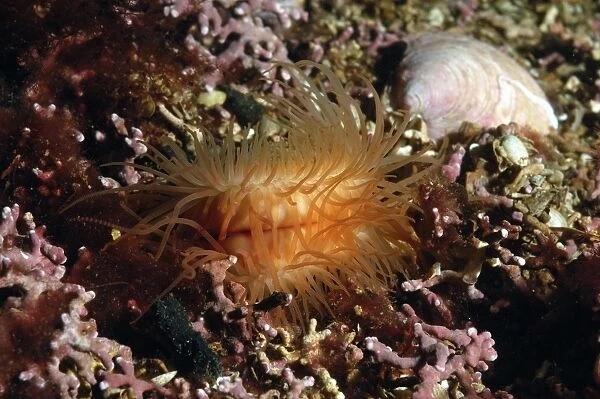 Gaping File Shell (Limaria hians) adult, with tentacles extended, amongst maerl in sea loch, Loch Carron