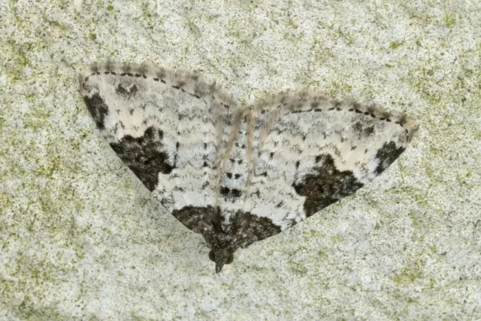 Framed Print : Garden Carpet Moth (Xanthorhoe fluctuata) adult, resting on wall, Gorseinon, West Glamorgan, South Wales, September Framed Print : Garden Carpet Moth (Xanthorhoe fluctuata) adult, resting on wall, Gorseinon, West Glamorgan, South Wales, September