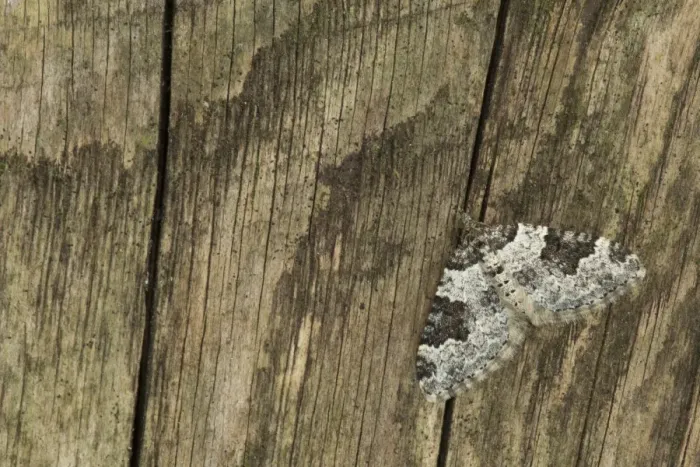 Framed Print : Garden Carpet Moth (Xanthorhoe fluctuata) adult, resting on fence, Sheffield, South Yorkshire, England, September