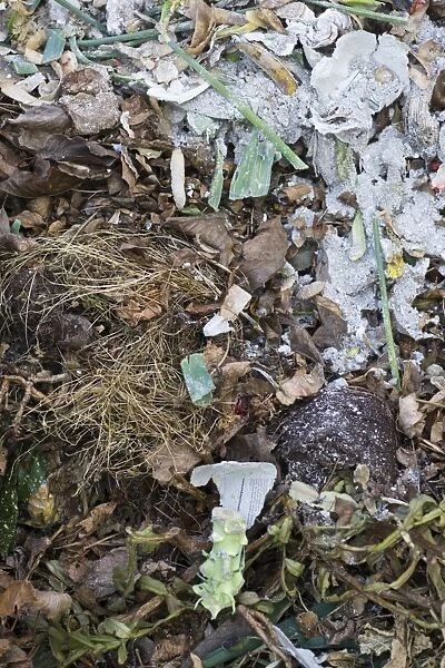 Garden compost heap with shredded paper, England, march