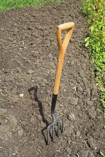 Garden fork in dug soil on allotment, Suffolk, England, august