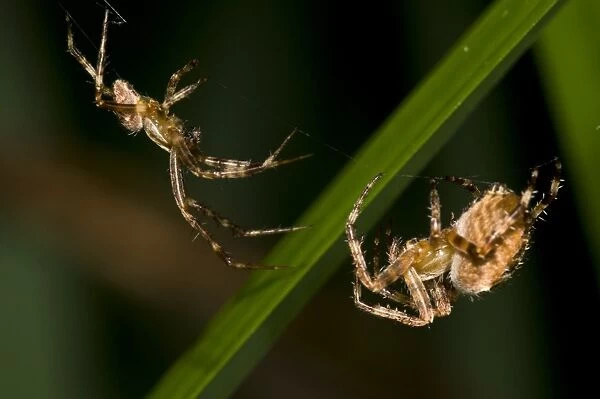 Garden Orb Spider (Araneus diadematus) adult pair, male (left) cautiously approaching female (right) in web