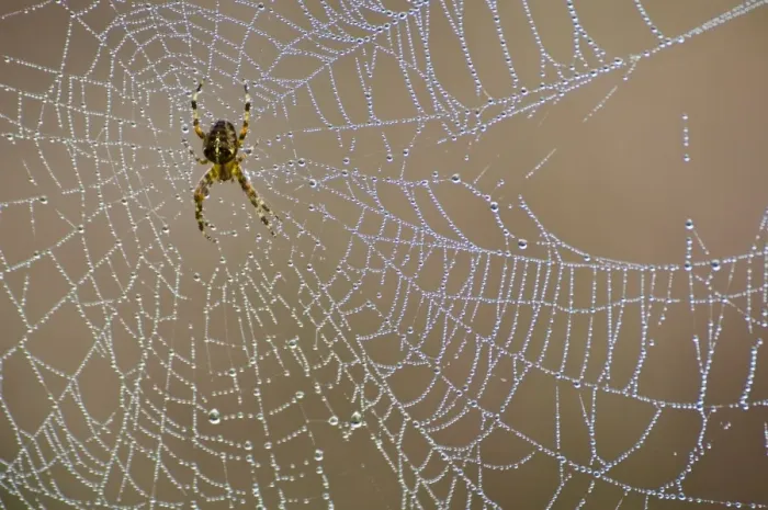 Framed Print : Garden Orb Spider (Araneus diadematus) adult female, in dew covered web, New Forest, Hampshire, England, october Framed Print : Garden Orb Spider (Araneus diadematus) adult female, in dew covered web, New Forest, Hampshire, England, october