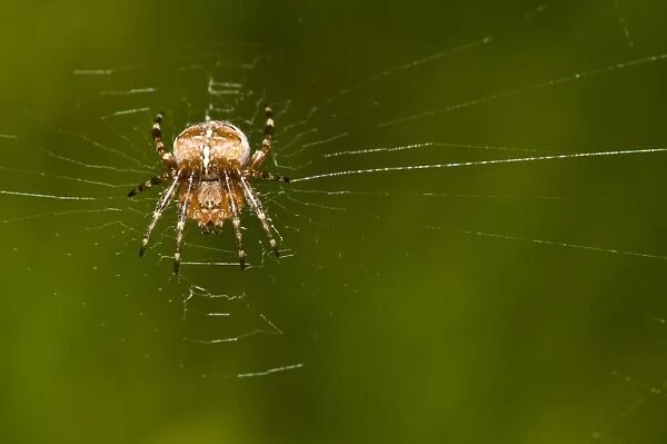 Garden Orb Spider (Araneus diadematus) juvenile, resting on web in garden, Belvedere, Bexley, Kent, England, august