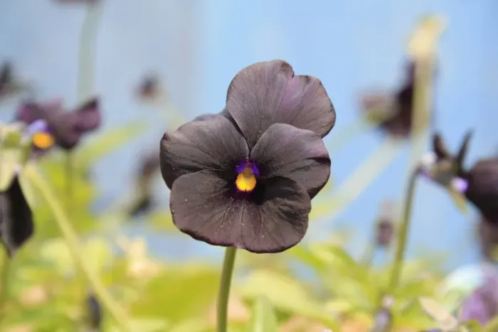 Framed Print : Garden Pansy (Viola sp. ) Roscastle Black, close-up of flower, in garden, Suffolk, England, june Framed Print : Garden Pansy (Viola sp. ) Roscastle Black, close-up of flower, in garden, Suffolk, England, june