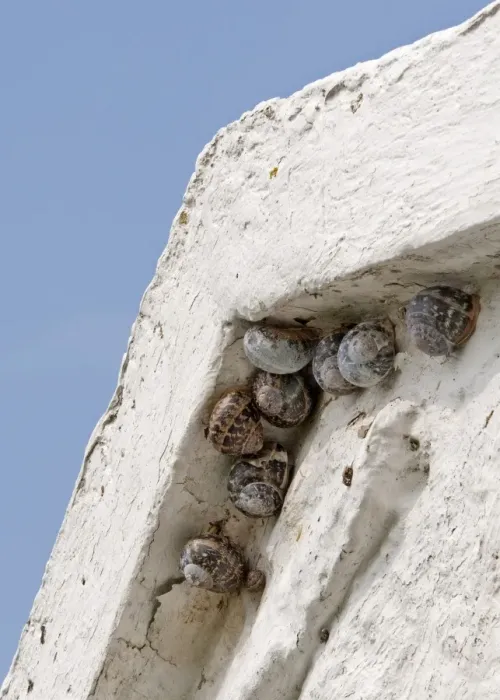 Framed Print : Garden Snail (Helix aspersa) adults and immature, sheltering beneath eaves of bothy, North Uist, Outer Hebrides Framed Print : Garden Snail (Helix aspersa) adults and immature, sheltering beneath eaves of bothy, North Uist, Outer Hebrides