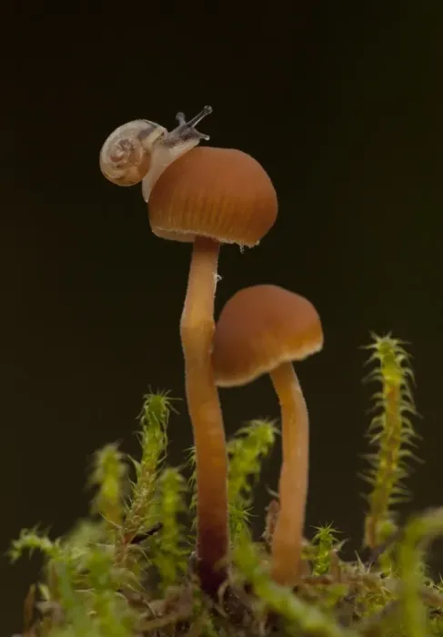 Framed Print : Garden Snail (Helix aspersa) baby, on small fungi, Sheffield, South Yorkshire, England