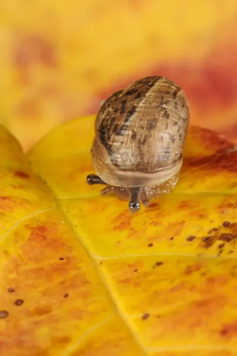 Framed Print : Garden Snail (Helix aspersa) baby, slowly retracting eyestalks and lowering shell, on autumn leaf in garden, Belvedere
