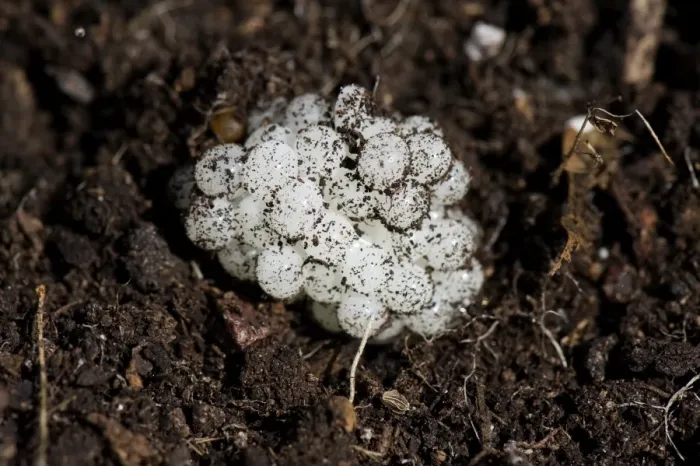 Framed Print : Garden Snail (Helix aspersa) eggs in soil Framed Print : Garden Snail (Helix aspersa) eggs in soil