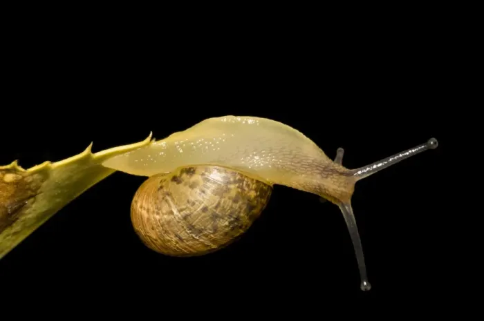 Framed Print : Garden Snail (Helix aspersa) immature, clinging to underside of leaf by tip of tail, in garden, Belvedere, Bexley Framed Print : Garden Snail (Helix aspersa) immature, clinging to underside of leaf by tip of tail, in garden, Belvedere, Bexley