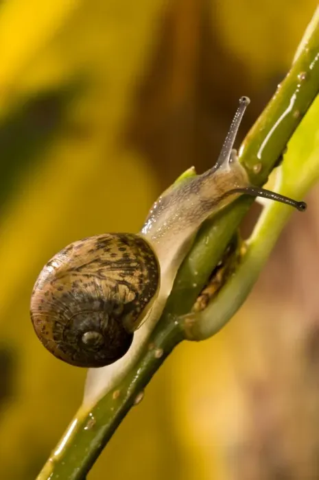 Framed Print : Garden Snail (Helix aspersa) immature, climbing up stem in garden, Belvedere, Bexley, Kent, England, october Framed Print : Garden Snail (Helix aspersa) immature, climbing up stem in garden, Belvedere, Bexley, Kent, England, october
