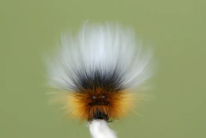 Framed Print : Garden Tiger Moth (Arctia caja) caterpillar, showing defensive false eyes, Whiteford National Nature Reserve Framed Print : Garden Tiger Moth (Arctia caja) caterpillar, showing defensive false eyes, Whiteford National Nature Reserve