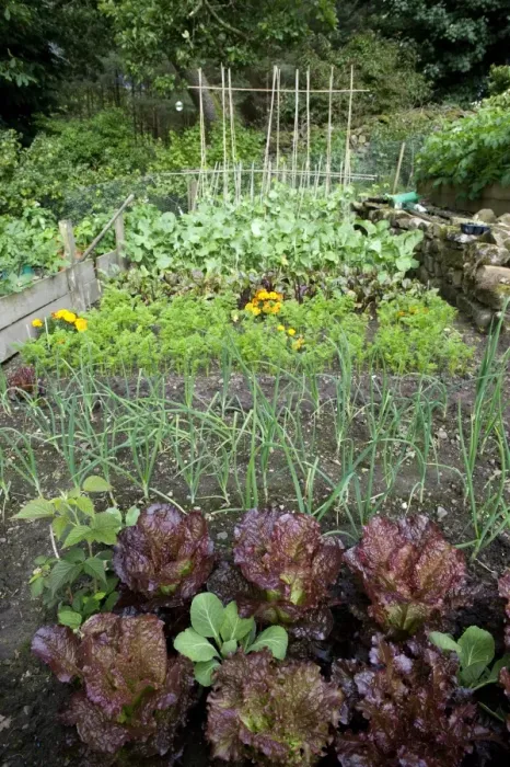 Framed Print : Garden vegetable plot with mixed vegetables, carrots, beetroot, swede, beans, leeks and red cabbage, Cumbria, England