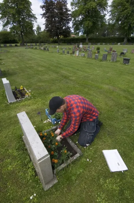 Framed Print : Gardener planting flowers on grave in graveyard, Tierp, Uppsala, Sweden Framed Print : Gardener planting flowers on grave in graveyard, Tierp, Uppsala, Sweden