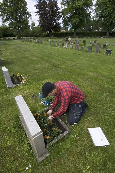 Gardener planting flowers on grave in graveyard, Tierp, Uppsala, Sweden